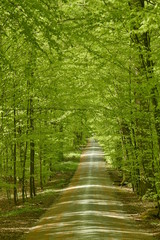 Route tranquille et ombragée sous le feuillage luxuriant des hêtres au bois des Capucins à Tervuren