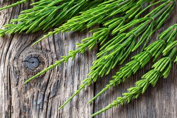 Fresh horsetail twigs on a rustic background