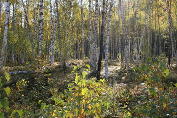 Fototapeta premium day in the autumn birch grove
