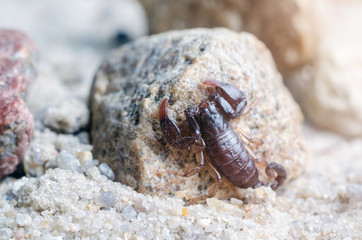 Scorpion sitting on a stone close up