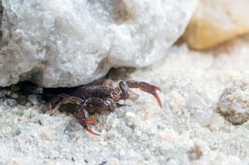 Scorpio hiding under a stone, close up