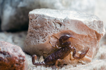 Scorpion sitting on a stone close up