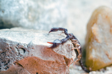 Scorpion sitting on a stone close up