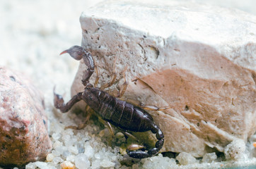Scorpion sitting on a stone close up