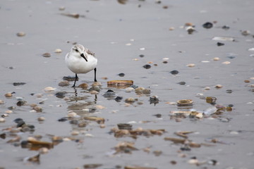 Dreizehenstrandläufer
