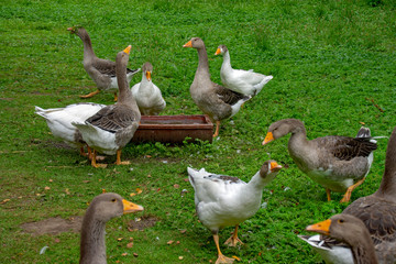 Freilaufende Gänse ökologische Landwirtschaft
