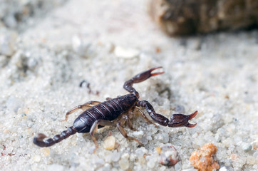 Scorpion creeps on the sand close up