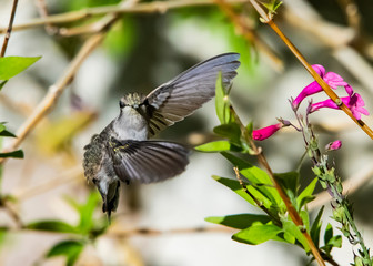 Costa's Hummingbird in Flight