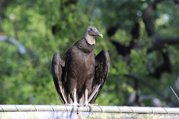Vulture