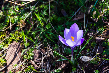 Single light purple crocus in springtime