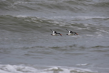 Dreizehenstrandläufer