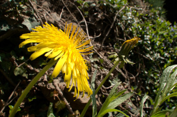Dandelion flower in cottage garden, Swiss village of Berschis
