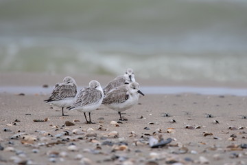 Dreizehenstrandläufer