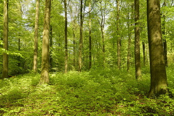 Obraz premium Bujna roślinność wiosną w Bois des Capucins w Tervuren