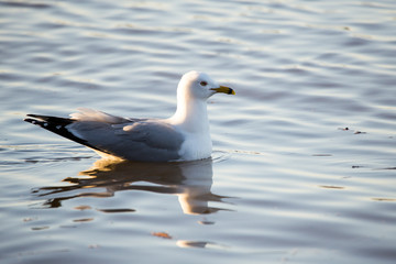 Fototapeta na wymiar Adult ring-billed gull floating on the calm golden blue water of the St. Lawrence River during an early spring morning, Cap-Rouge area, Quebec City, Quebec, Canada