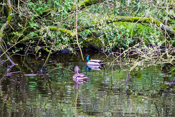 Ducks geese and water hens on local ponds in the north Shropshire area