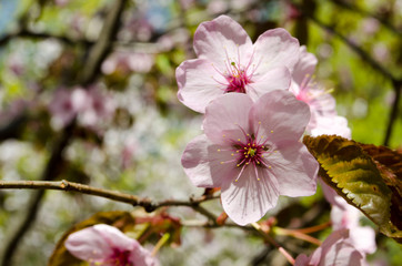 Blooming sakura in botanical garden