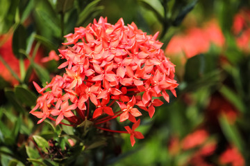 Close up of clusters of Ixora flowers in vegetation background with selective focus.