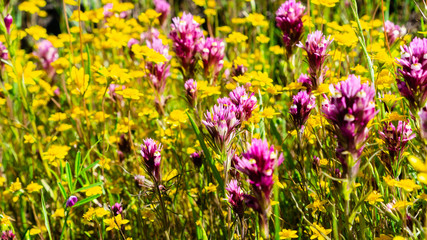Owl's clover (Castilleja exserta) blooming among Goldfield flowers, California