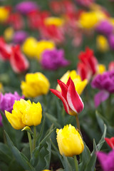 Tulips blooming in a field in Mount Vernon, Washington in the Skagit Valley