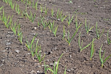 Garlic grows in the garden.Winter planting.