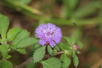 beautiful wild flowers in southern Brazil