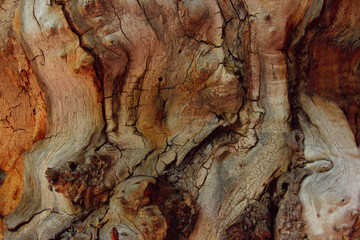 Beautiful Wooden Texture. Wavy Texture Of An Oak Bark. Abstract Brown Background.