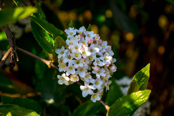 Purple Muscari or grape hyacinth