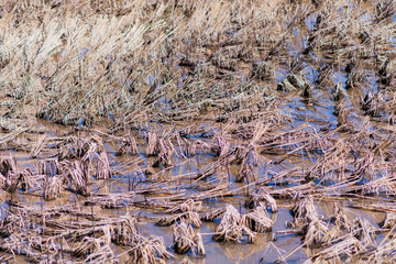 rice stubble at rice field