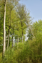 Hêtre déraciné ,s'appuyant sur les autres au bois des Capucins à Tervuren