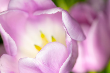 Obraz na płótnie Canvas Beautiful Pink Tulip Macrophotography Background Close Up