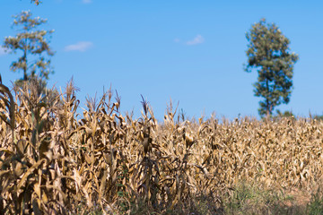 Corn field on the morning.