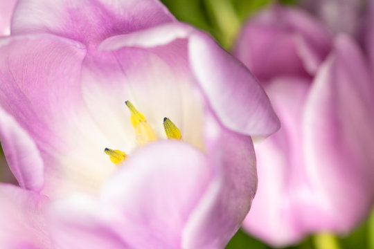 Beautiful Pink Tulip Macrophotography Background Close Up © squeebcreative