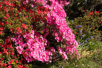 Crepe myrtle flower or Lagerstroemia