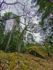 Fototapeta na wymiar Spring forest with old Oak trees. Turku Finland, May 1. 2019.