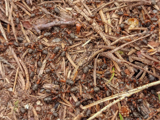 Ant nest in a spring forest. Turku, Finland May 1. 2019.