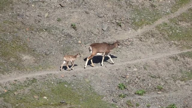Wildschaf mit Lamm