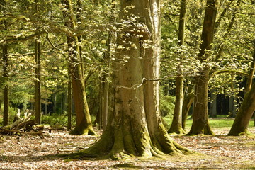 Tronc majestueux d'un arbre centenaire à l'arboretum de Tervuren