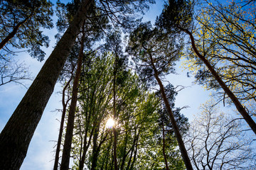 Beautiful view sky through trees in Hodnet Hall Gardens in Hodnet