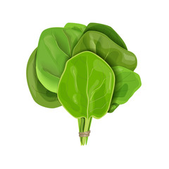 Bunch of Spinach fresh juicy raw leaves close up isolated on white. Healthy diet, vegetarian food, Sheaf