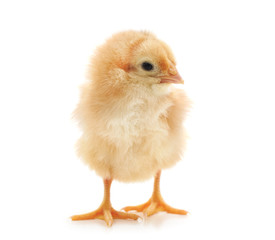 Small yellow chicken.