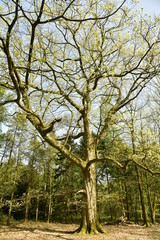 Spécimen en cours de floraison à l'arboretum de Tervuren