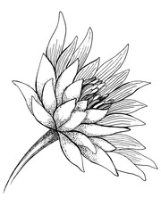 black and white vector sketch with lotus