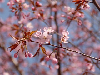 Cherry Blossoms