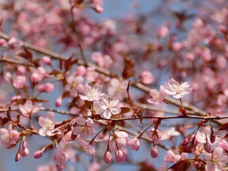 Cherry Blossoms