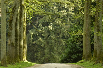 Route en terre entre deux rangées de hêtres majestueux avant une descente plongeante dans la zone de conifères à l'arboretum de Tervuren