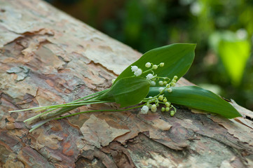 closeup of lily of the valley bouquet on tree trunk in the forest