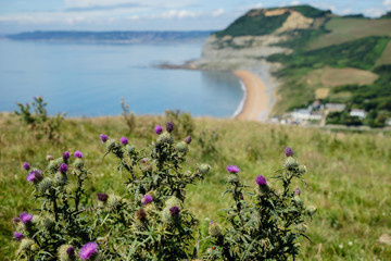 Looking out over the coastline & beach from the top of a cliff with wild purple flowers in the foreground