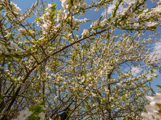 Branches of blossoming apricot macro with soft focus on gentle light sky background in sunlight with copy space. Beautiful floral image of spring nature. Effect of highlight. Shallow depth of field