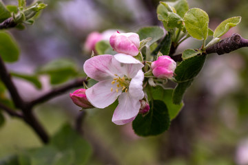 blooming apple tree